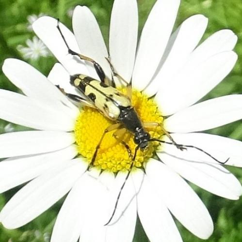 Rutpela maculata